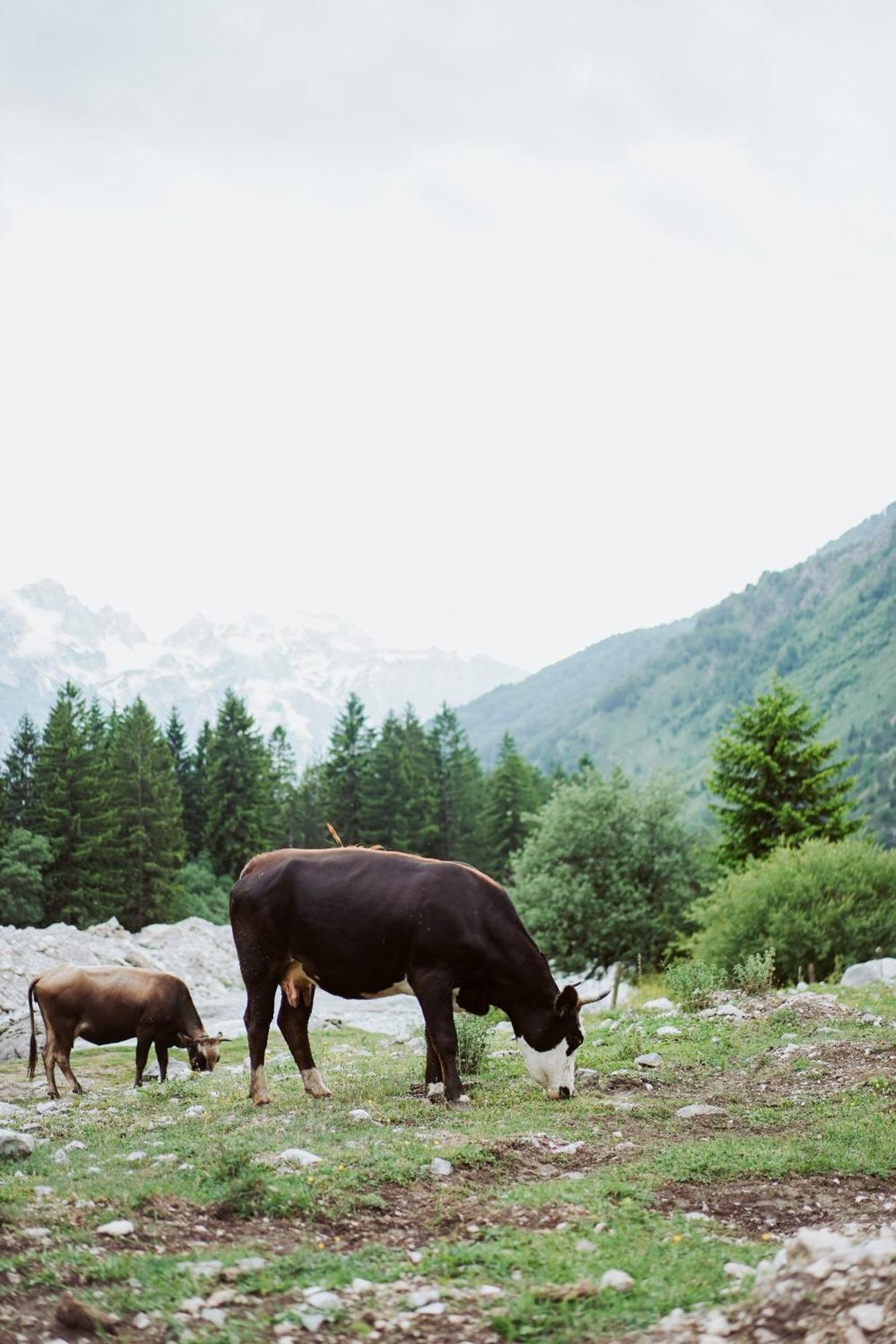 Valbona Resort & Spa Kültér fotó